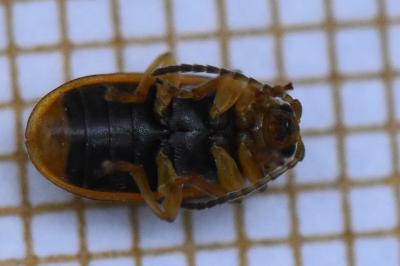 <i>Galerucella</i>