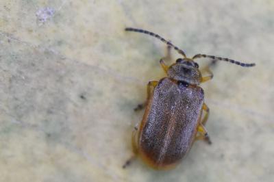 <i>Galerucella</i>