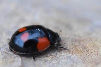 <i>Harmonia axyridis</i>
