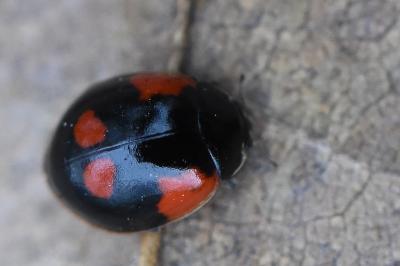 <i>Harmonia axyridis</i>