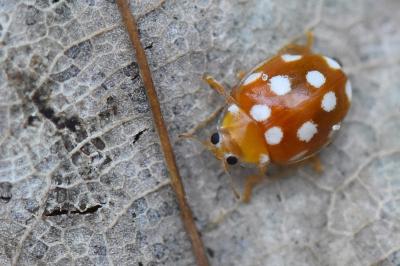 <i>Vibidia duodecimguttata</i>