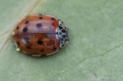<i>Harmonia quadripunctata</i>