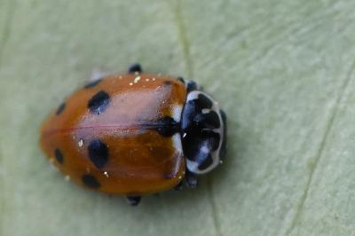 <i>Hippodamia variegata</i>