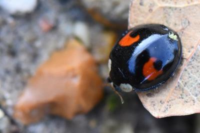 <i>Harmonia axyridis</i>