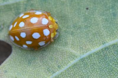 <i>Halyzia sedecimguttata</i>