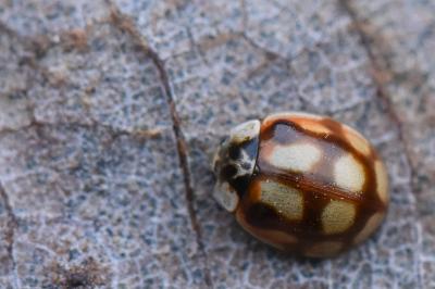 <i>Adalia decempunctata</i>