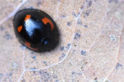 <i>Exochomus quadripustulatus</i>