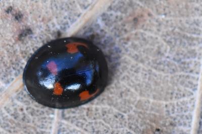 <i>Exochomus quadripustulatus</i>