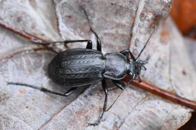 <i>Carabus arvensis</i>