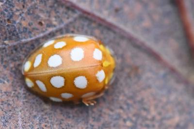 <i>Halyzia sedecimguttata</i>