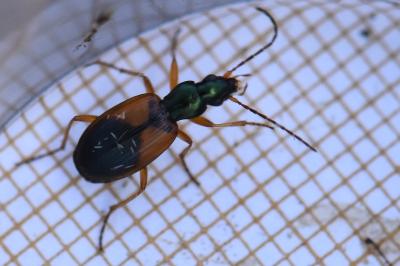 <i>Anchomenus dorsalis</i>