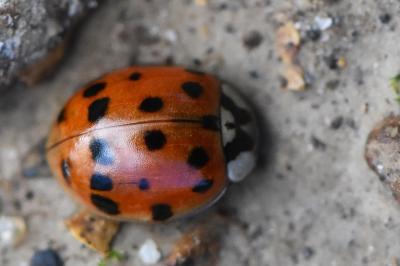 <i>Harmonia axyridis</i>
