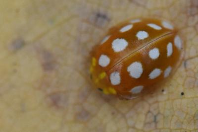 <i>Halyzia sedecimguttata</i>