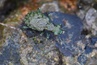 <i>Elaphrus riparius</i>