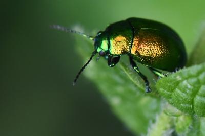 <i>Chrysolina graminis</i>
