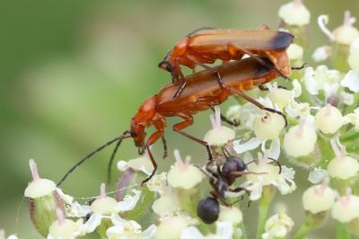 <i>Rhagonycha fulva</i>