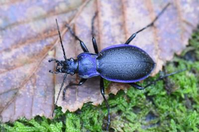 <i>Carabus problematicus</i>