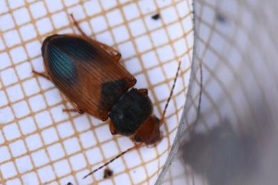 <i>Diachromus germanus</i>