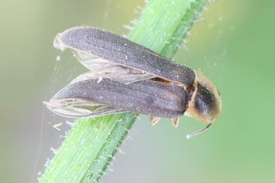 <i>Lampyris</i>