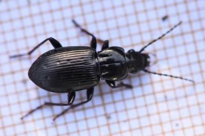 <i>Pterostichus oblongopunctatus</i>