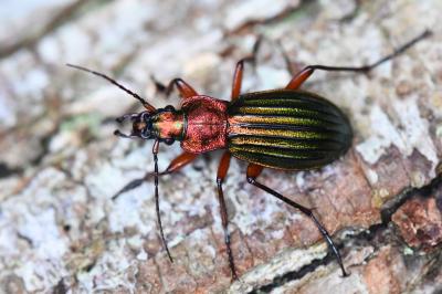<i>Carabus auronitens</i>