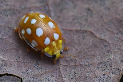 <i>Halyzia sedecimguttata</i>