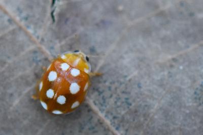 Vibidia duodecimguttata