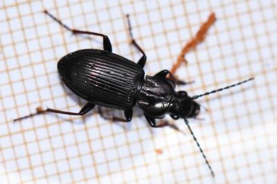 <i>Pterostichus oblongopunctatus</i>