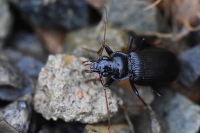 <i>Nebria salina</i>