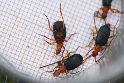 <i>Brachinus crepitans</i>