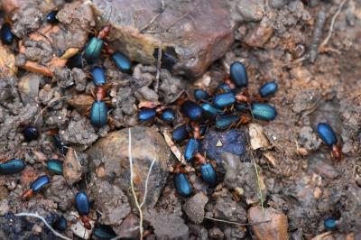 <i>Brachinus crepitans</i>