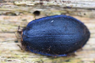 <i>Carabus problematicus</i>