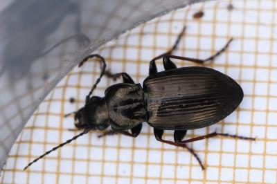 <i>Pterostichus oblongopunctatus</i>
