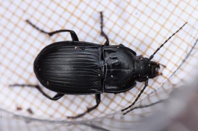 <i>Abax ovalis</i>