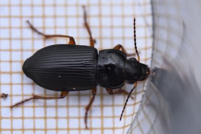 <i>Anisodactylus binotatus</i>