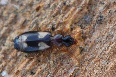 <i>Calodromius bifasciatus</i>