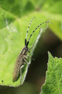 <i>Agapanthia villosoviridescens</i>