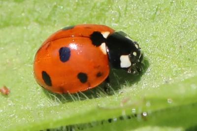 <i>Coccinella septempunctata</i>