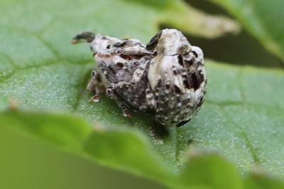 <i>Cionus alauda</i>