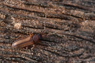 <i>Uleiota planatus</i>