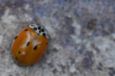 <i>Adalia decempunctata</i>