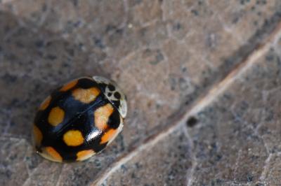 <i>Adalia decempunctata</i>