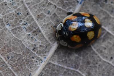 <i>Adalia decempunctata</i>