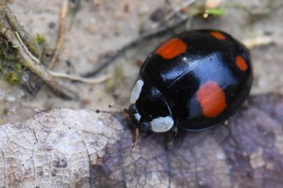 <i>Harmonia axyridis</i>