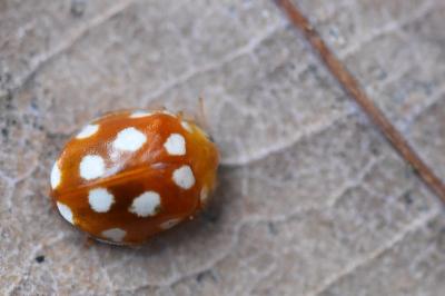 <i>Vibidia duodecimguttata</i>