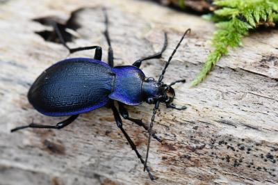 <i>Carabus problematicus</i>