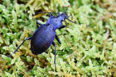 <i>Carabus problematicus</i>