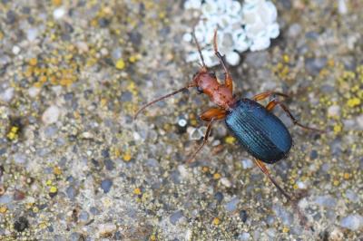 <i>Brachinus crepitans</i>