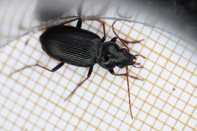 <i>Nebria salina</i>