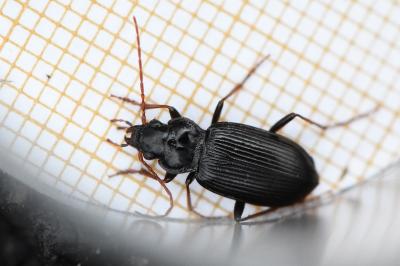 <i>Nebria salina</i>